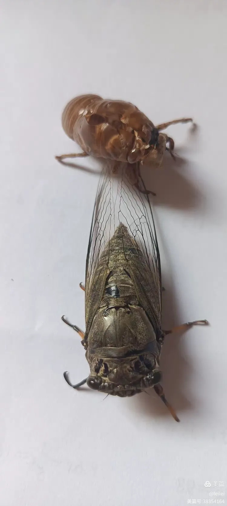 昆虫记——蝉